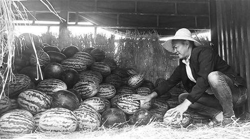 浙岱渔吃瓜群众,吃瓜群众的渔村生活